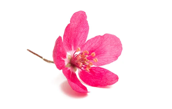 Flor Rosa Manzana Aislada Sobre Fondo Blanco — Foto de Stock