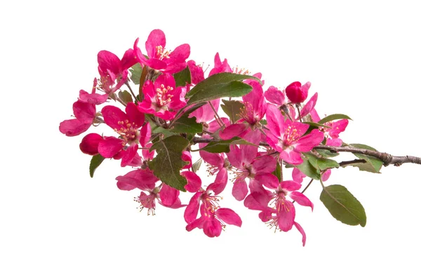 Rosa Apfelblüte Isoliert Auf Weißem Hintergrund — Stockfoto