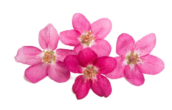 Rosa Apfelblüte Isoliert Auf Weißem Hintergrund — Stockfoto