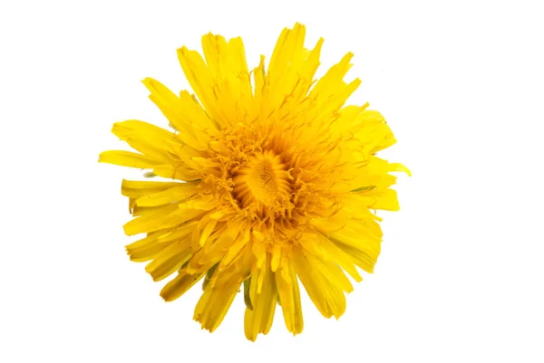 Dandelion Flower Isolated White Background — Stock Photo, Image