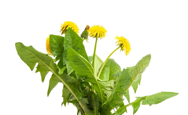 Dandelion Flower Isolated White Background — Stock Photo, Image