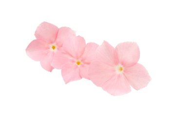 pink flower phlox isolated on white background