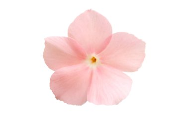 pink flower phlox isolated on white background