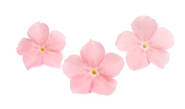 pink flower phlox isolated on white background