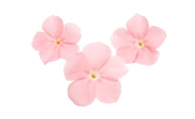 pink flower phlox isolated on white background