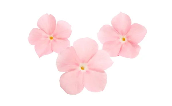 Pink Flower Phlox Isolated White Background — Stock Photo, Image