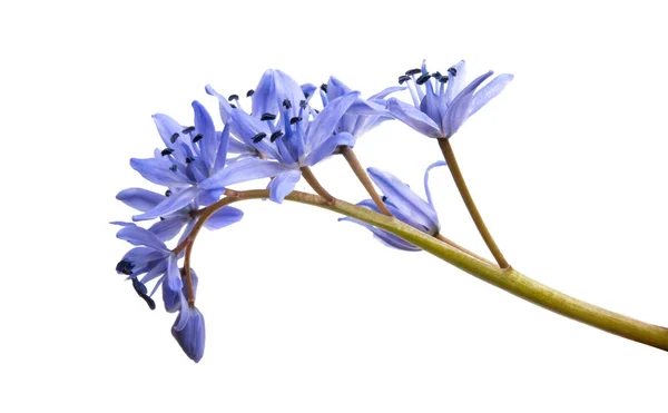 Blue Bluebell Flowers Isolated White Background — Stock Photo, Image