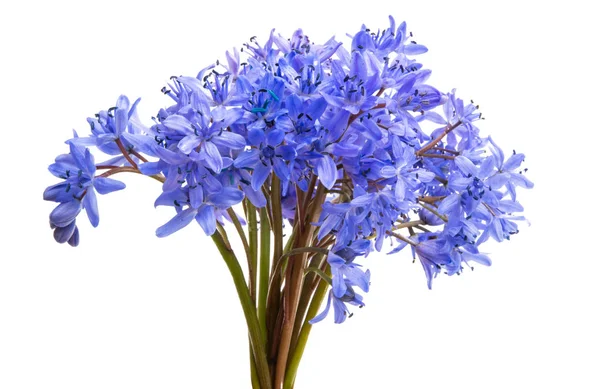 Flores Color Azul Azulado Aisladas Sobre Fondo Blanco — Foto de Stock