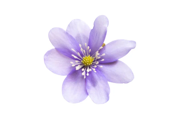 Hepatica Nobilis Primo Fiore Primaverile Isolato Sfondo Bianco — Foto Stock