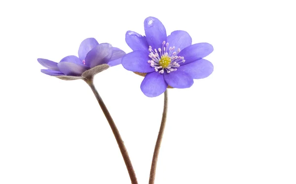 Hepatica Nobilis First Spring Flower Isolated White Background — Stock Photo, Image