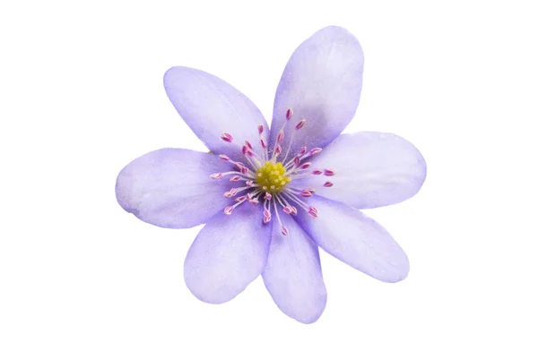 Hepatica Nobilis První Jarní Květina Izolované Bílém Pozadí — Stock fotografie