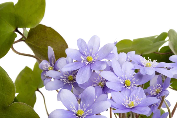 Hepatica Nobilis Primera Flor Primavera Aislada Sobre Fondo Blanco —  Fotos de Stock