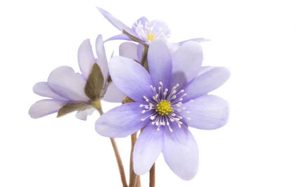 Hepatica Nobilis Primeira Flor Primavera Isolada Sobre Fundo Branco — Fotografia de Stock