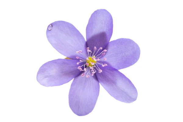 Hepatica Nobilis Première Fleur Printanière Isolée Sur Fond Blanc — Photo