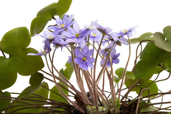 Hepatica Nobilis Primeira Flor Primavera Isolada Sobre Fundo Branco — Fotografia de Stock