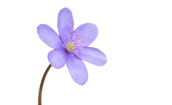 Hepatica Nobilis Πρώτο Ανοιξιάτικο Λουλούδι Που Απομονώθηκε Λευκό Φόντο — Φωτογραφία Αρχείου