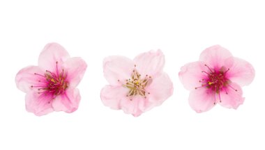 Beyaz arkaplanda izole edilmiş sakura çiçekleri