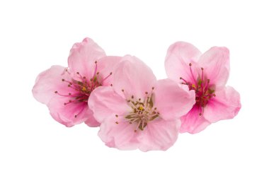 Beyaz arkaplanda izole edilmiş sakura çiçekleri