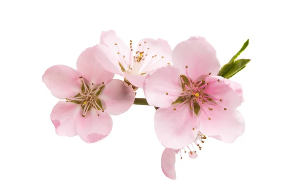 Bunga Sakura Diisolasi Pada Latar Belakang Putih — Stok Foto