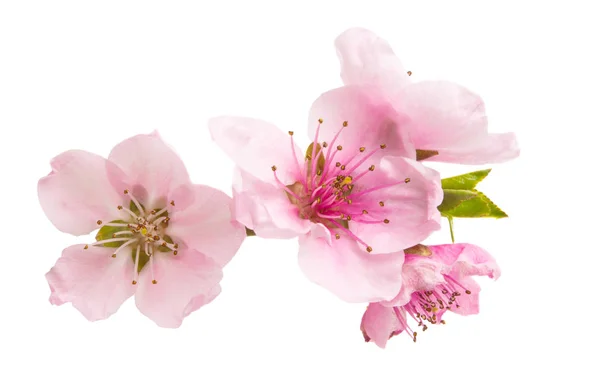 Flores Sakura Aisladas Sobre Fondo Blanco — Foto de Stock