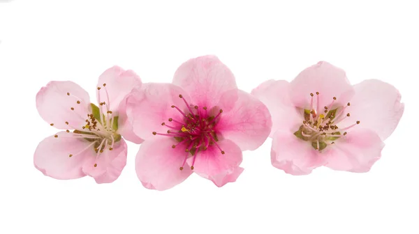 Sakura Bloemen Geïsoleerd Witte Achtergrond — Stockfoto