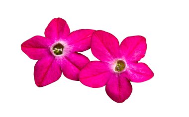 Beyaz arka plan üzerinde izole kokulu tütün çiçekler