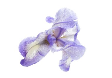 İris çiçeği beyaz arkaplanda izole edildi