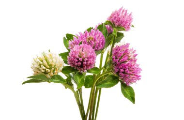 Yonca çiçeği beyaz arkaplanda izole edilmiş