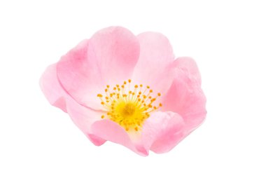 yabani gül beyaz zemin üzerine izole