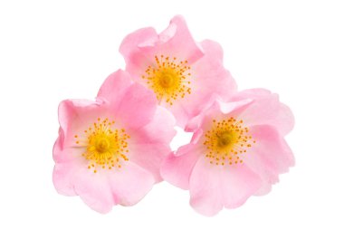 yabani gül beyaz zemin üzerine izole