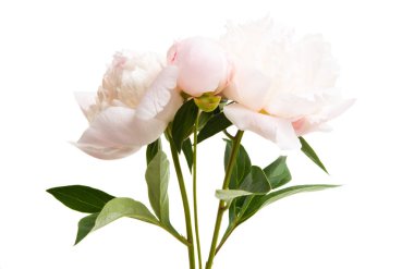 Beyaz arkaplanda şakayık izole