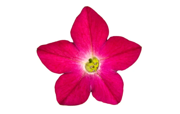 Beyaz Arka Plan Üzerinde Izole Kokulu Tütün Çiçekler — Stok fotoğraf