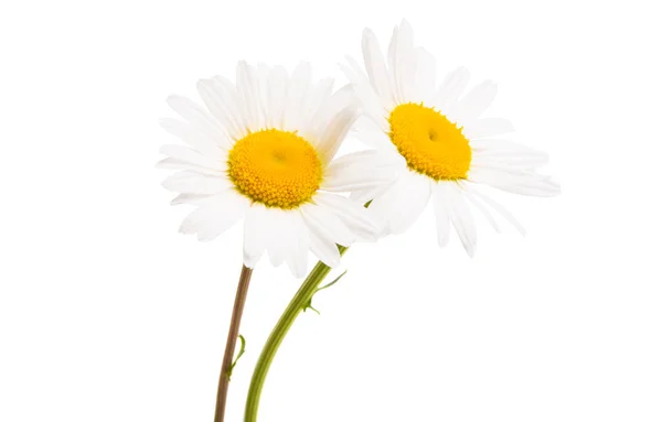 White Daisy Isolated White Background — Stock Photo, Image