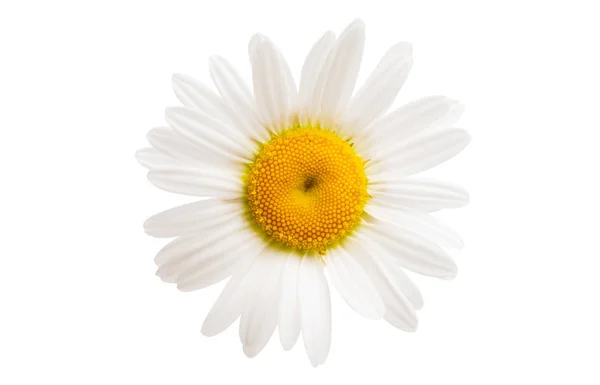 白色雏菊 背景为白色 — 图库照片