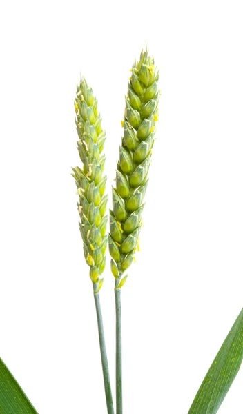 绿色小麦耳在白色背景下分离 — 图库照片