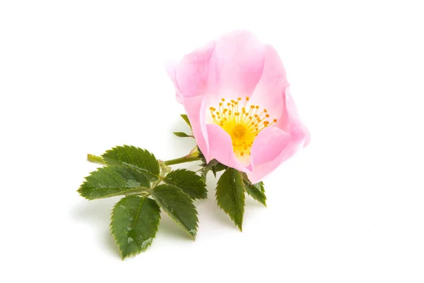 Rosa Silvestre Aislada Sobre Fondo Blanco — Foto de Stock