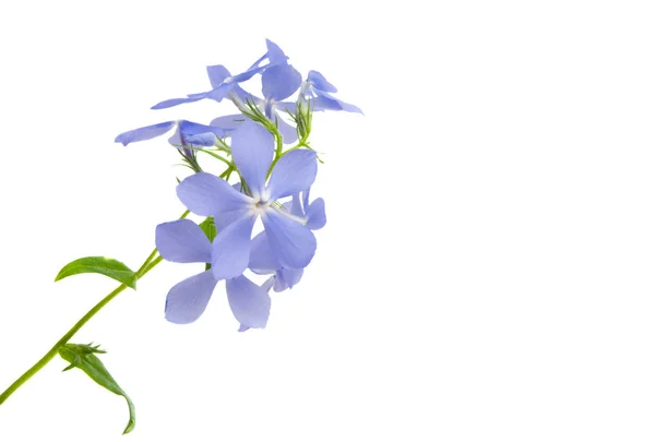 Télizöld Virág Elszigetelt Fehér Background — Stock Fotó