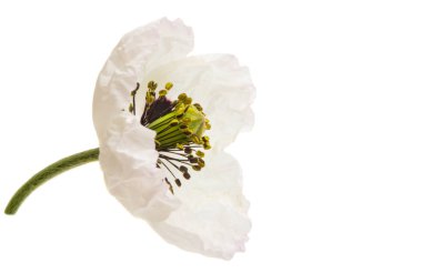 Beyaz arkaplanda yalıtılmış haşhaş çiçeği