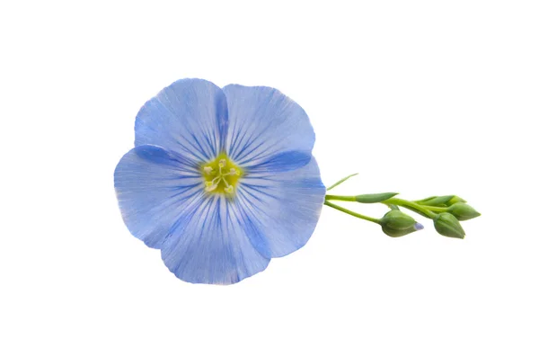 Flax Flower Isolated White Background — Stock Photo, Image