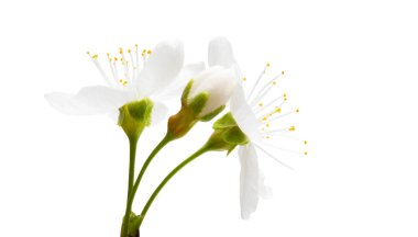 Beyaz arka plan üzerinde izole kiraz çiçek