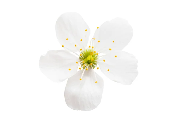 Fleur Cerisier Isolée Sur Fond Blanc — Photo