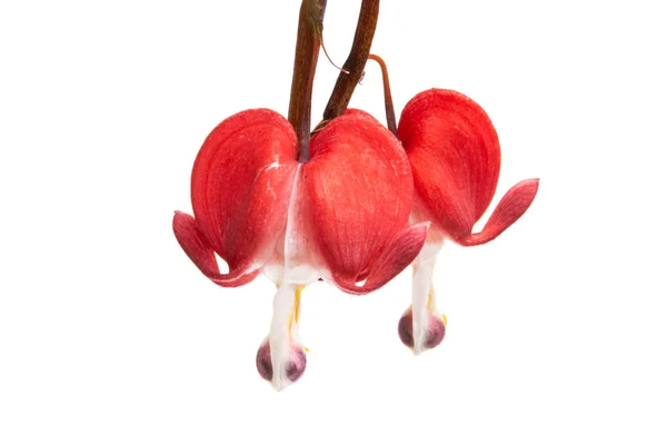 Kırık Beyaz Arka Plan Üzerinde Izole Kalp Çiçek — Stok fotoğraf