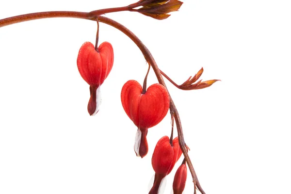 Flor Corazón Roto Aislado Sobre Fondo Blanco — Foto de Stock