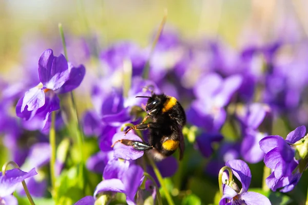 Violer Växer Äng Våren — Stockfoto