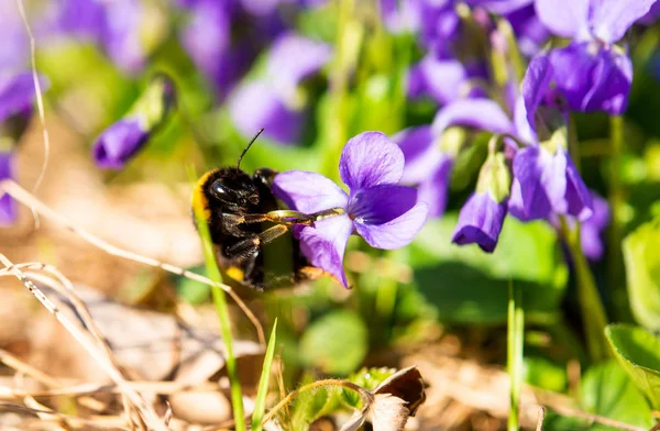 Violer Växer Äng Våren — Stockfoto