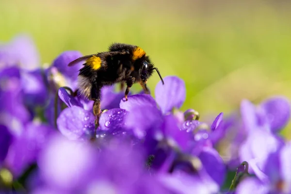 Violets Growing Meadow Spring — Stock Photo, Image