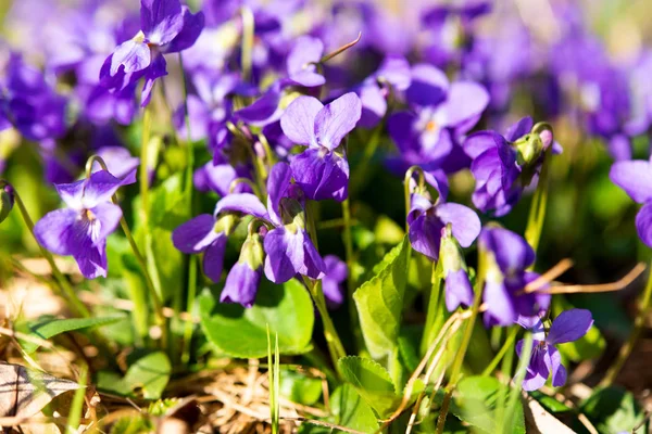 Violer Växer Äng Våren — Stockfoto