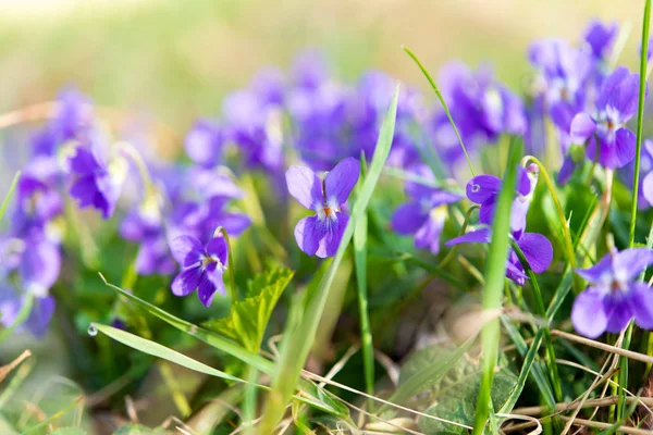 Violetas Crescendo Prado Primavera — Fotografia de Stock