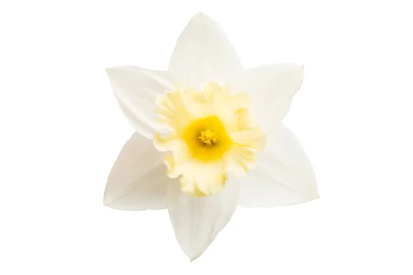 Narciso Isolato Sfondo Bianco — Foto Stock