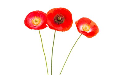 bahar buket beyaz arka plan üzerinde izole haşhaş ile